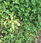 太陽光発電所のグランドカバープランツに除草剤